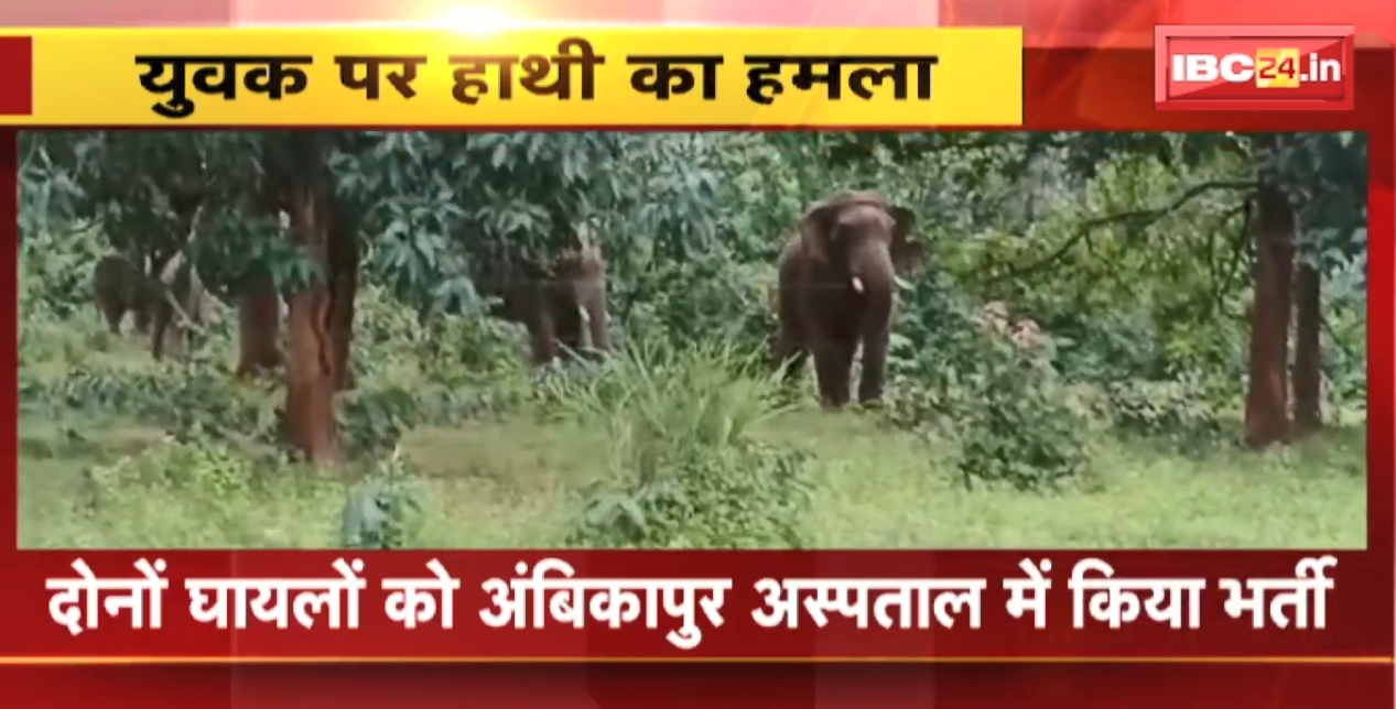 Pathalgaon Elephant Attack News : युवक पर हाथी का हमला । मनोरा क्षेत्र में भी भालू के हमले से महिला घायल
