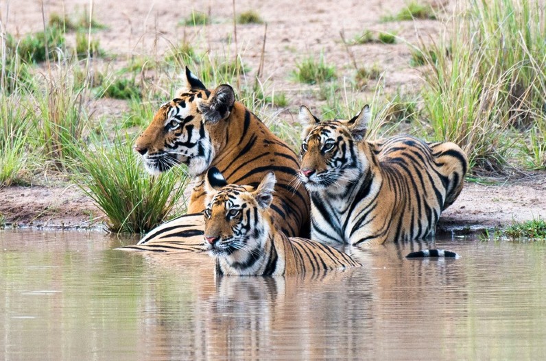 प्रदेश में फिर सुनाई देगी बाघों की ‘दहाड़’, इस दिन आएंगे और तीन बाघ, दो नेशनल पार्कों को जोड़कर होगा ये काम…