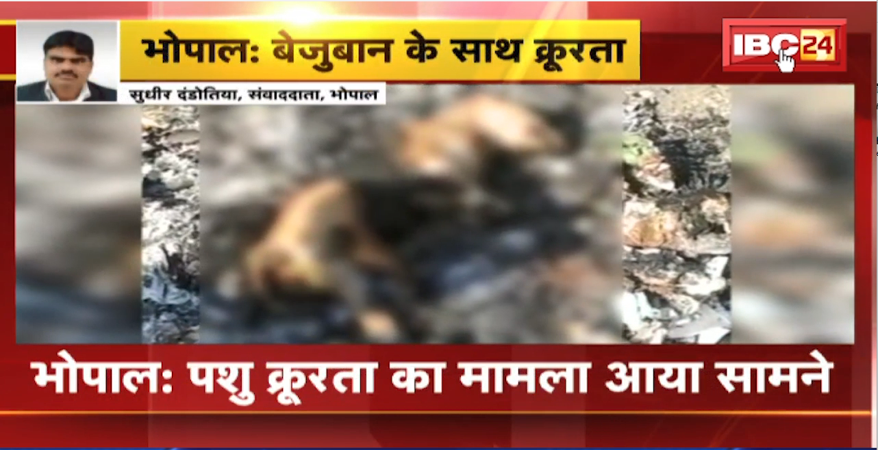 Bhopal Animal Cruelty : बेजुबान के साथ क्रूरता। दो कुत्तों को जिंदा जलाकर मारा गया