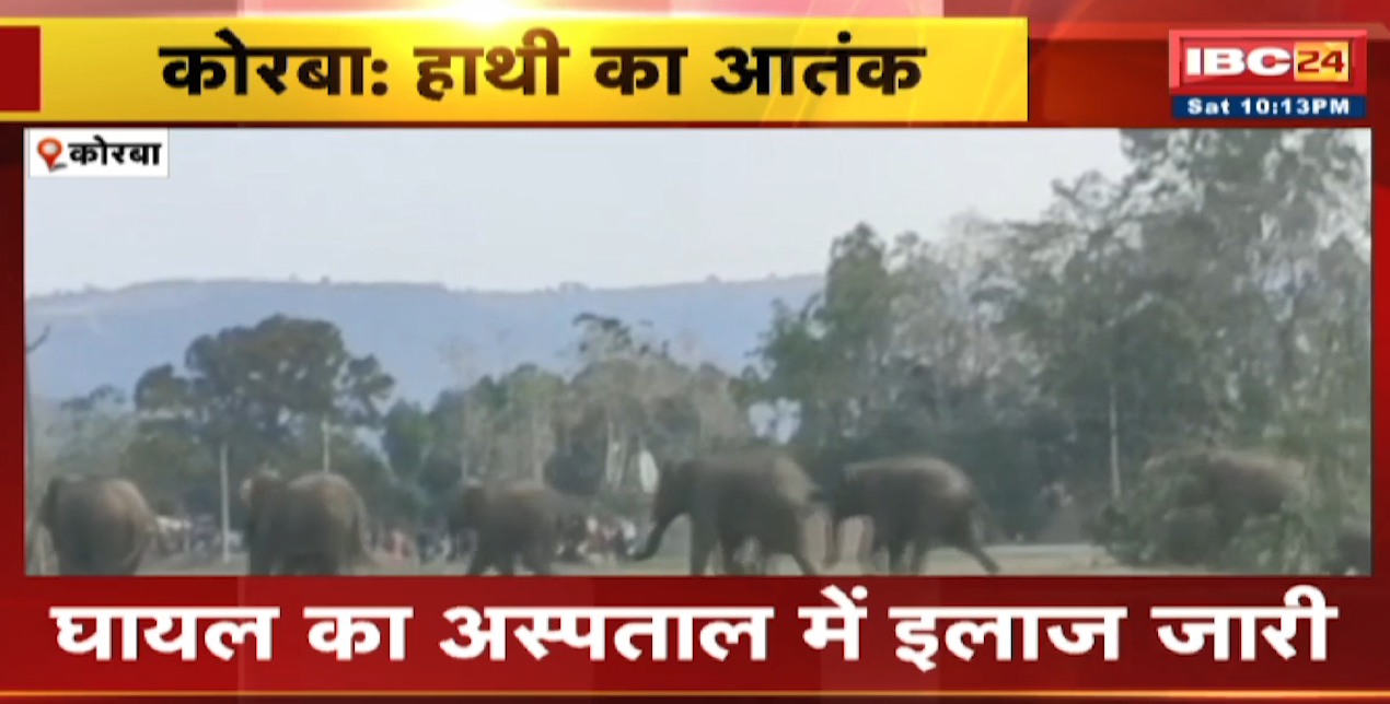 Elephant Attack in Korba : हाथी ने किसान को पटका | किसान गंभीर रूप से घायल