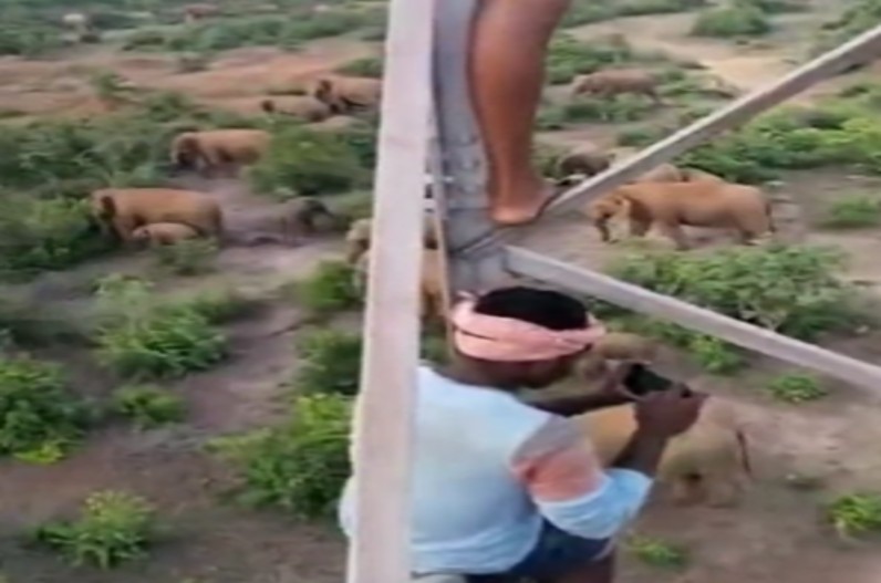Video: मोबाइल टावर में चढ़ बचाते हैं अपनी जान, इस जानवर के आतंक से दूभर गांव वालों का जिंदगी….देखें
