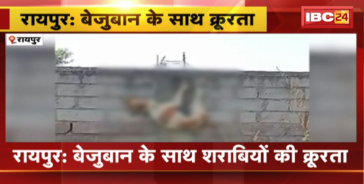 Raipur Animal Cruelty News : बेजुबान के साथ शराबियों की क्रूरता। शराबियों ने कुत्ते को उतारा मौत के घाट। देखिए VIDEO