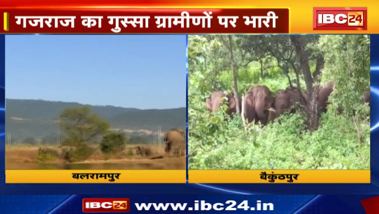 गजराज का गुस्सा ग्रामीणों पर भारी। बलरामपुर और बैकुंठपुर में हाथियों के दल ने मचाया उत्पात