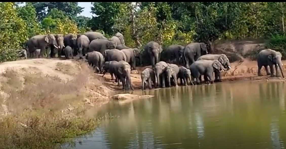 जंगली हाथी के हमले से मौत होने पर दोगुना मिलेगा मुआवजा, यहां राज्य सरकार ने लिया फैसला