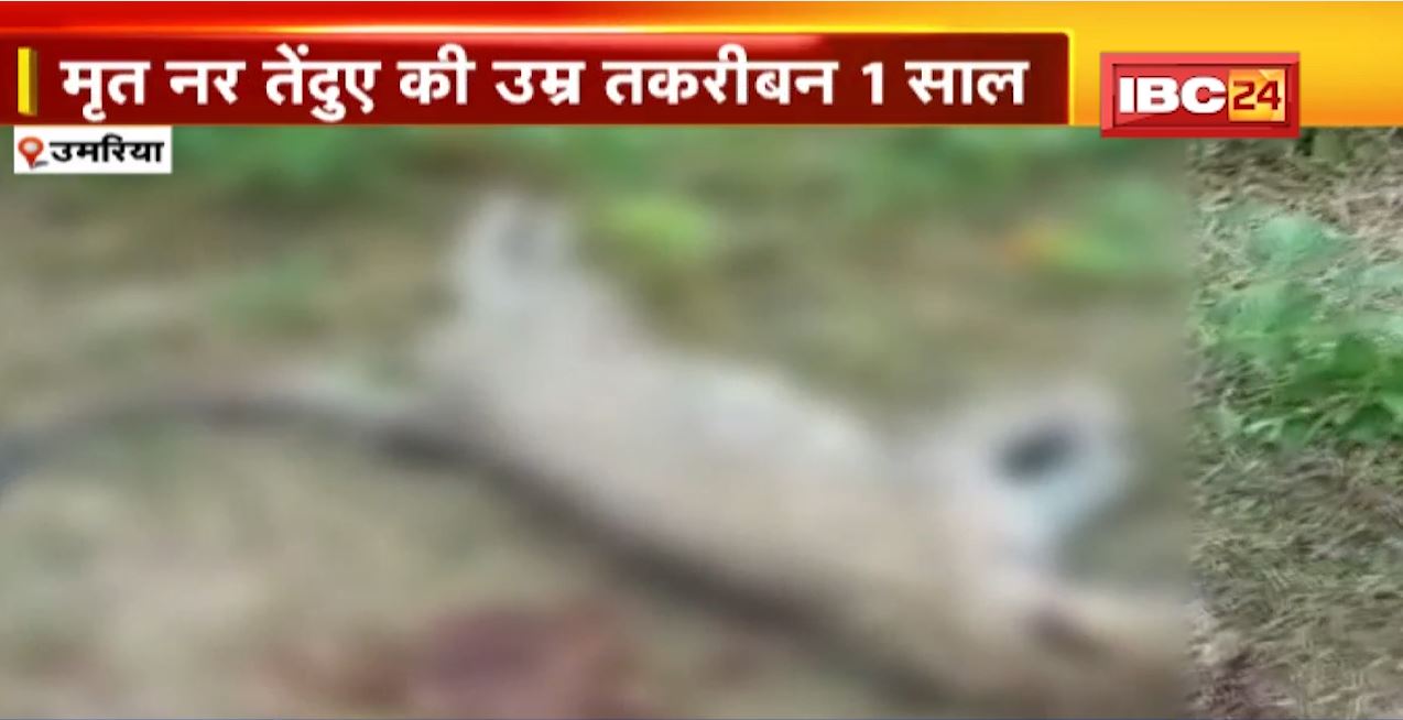 Umaria News: बीते 10 दिन में 4 तेंदुए की मौत | तेंदुए का पोस्टमार्टम के बाद किया गया अंतिम संस्कार