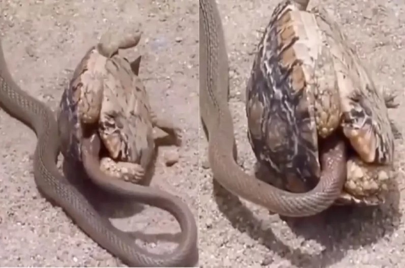 कछुए का शिकार पड़ा कोबरा पर भारी, खोल में घुसते ही दिखाई दिया ऐसा मंजर…देखें वीडियो