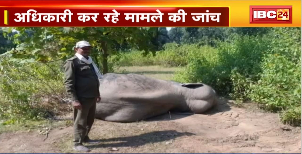 Bandhavgarh Tiger Reserve : जहर खिलाकर की गई हाथी की हत्या। अधिकारी कर रहे मामले की जांच