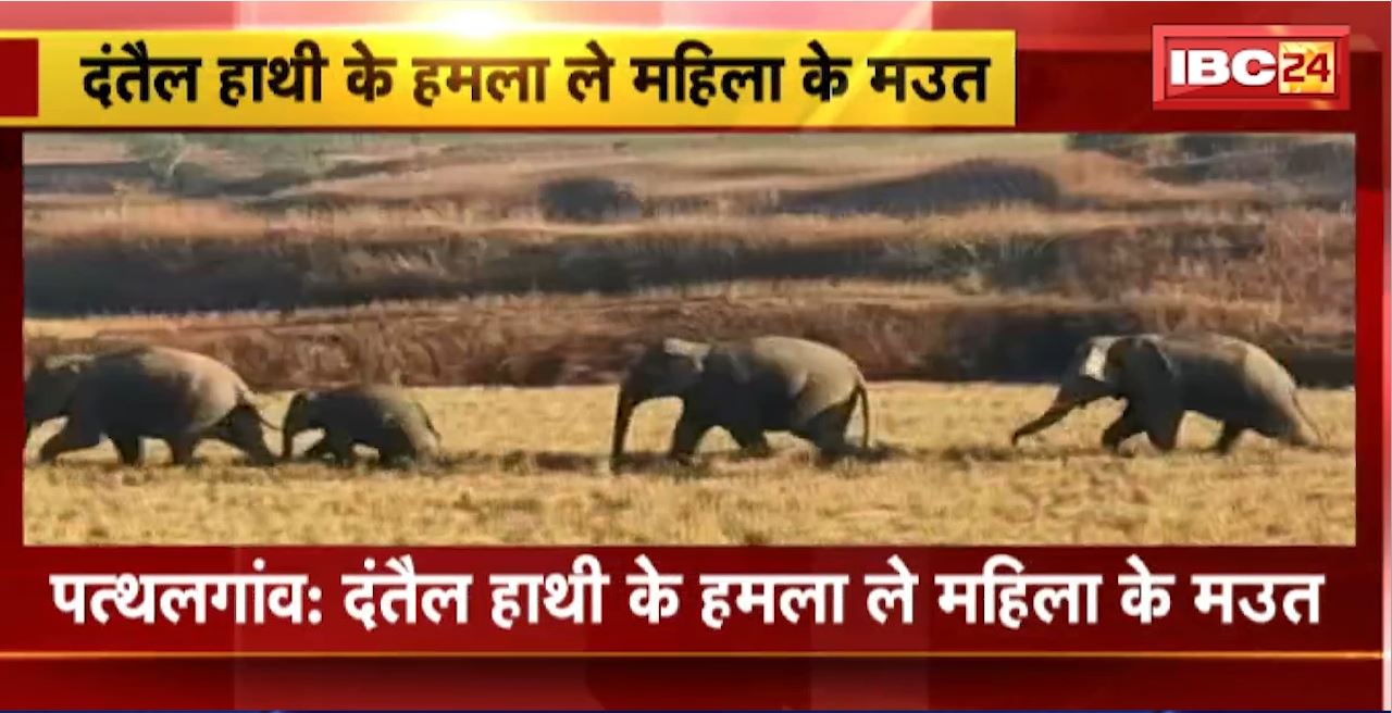 Pathalgaon Elephant Attack : दंतैल हाथी के हमला ले महिला के मउत। कतको गांव म हाथी मन के उत्पात जारी