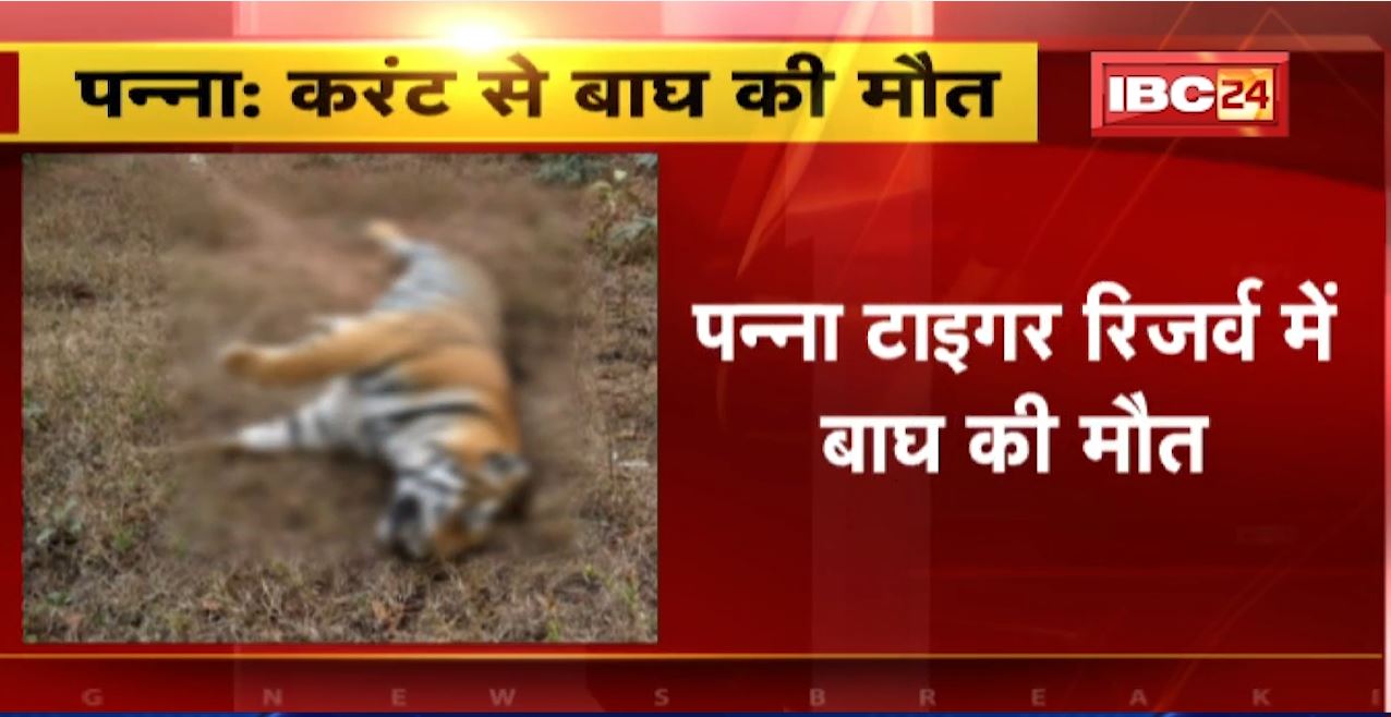 Tiger Death in Panna Tiger Reserve : करंट लगने से बाघ की मौत। शिकारियों ने लगाया था करंट