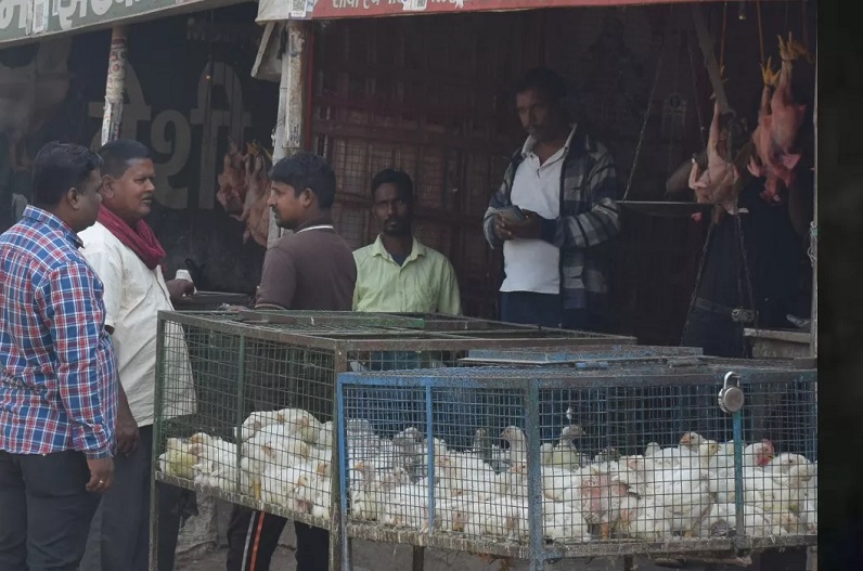 चिकन खाने वाले हो जाएं सावधान, बर्ड फ्लू ने दी दस्तक, 4000 मुर्गियों और बत्तखों को मारने का आदेश