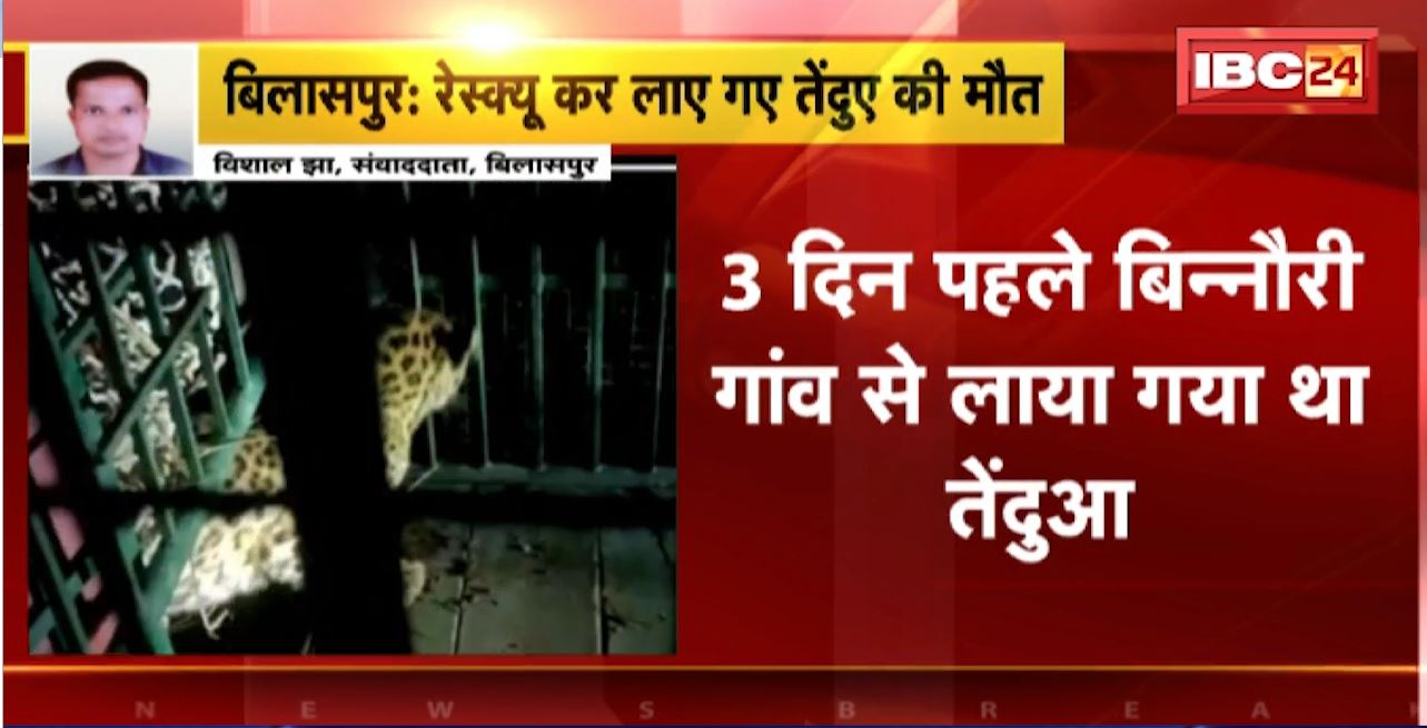 Bilaspur Kanan Pendari Zoological Garden : Rescue कर लाए गए तेंदुए की मौत। 3 दिन पहले बिन्नौरी गांव से लाया गया था तेंदुआ
