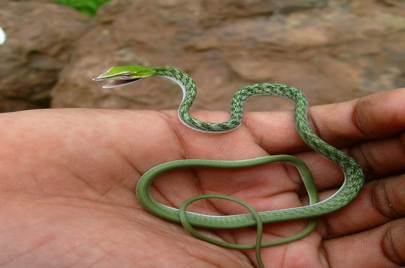 Rare Green Snake