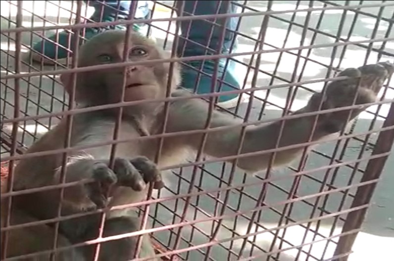 अस्पताल में घुसा बंदर, मरीजों के साथ कर रहा था ऐसा काम, वन विभाग ने पकड़ जंगल में छोड़ा