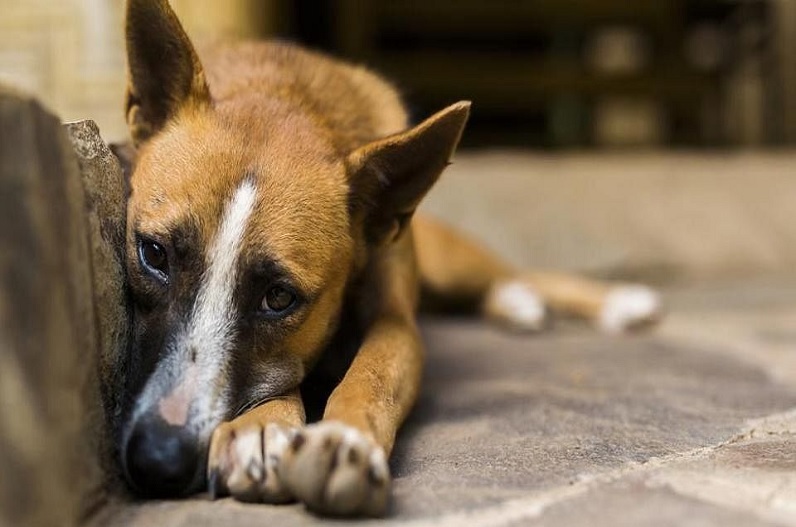 Man Rapes Dog: शख्स ने दिनदहाड़े कुत्ते को बनाया हवस का शिकार, CCTV कैमरे में कैद हुई घटना