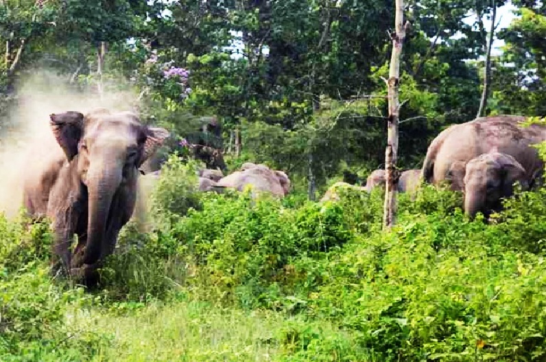 Patthalgaon News: हाथी के हमले से दर्जनों घर हुए तबाह, ग्रामीण की मौत से पसरा दहशत का माहौल