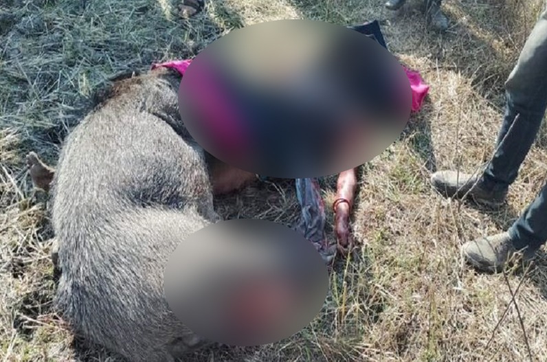 बेटी को बचाने जंगली सुअर से लड़ गई मां, आधा घंटे की लड़ाई के बाद सुअर और महिला दोनों की मौत