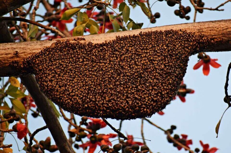 कोरबा : मधुमक्खियों ने किया हमला, 6 से ज्यादा पहुंचे अस्पताल, बालकोनगर इलाके की घटना