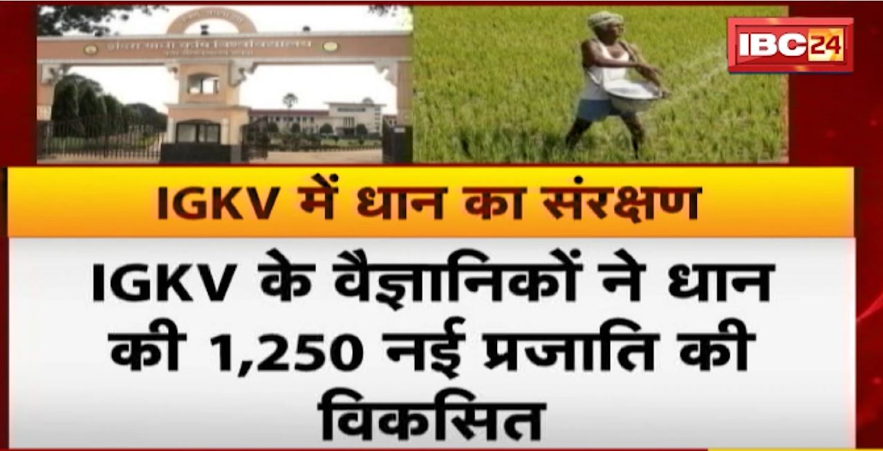 Indira Gandhi Krishi Vishwavidyalaya में धान का संरक्षण, सूखे के दौरान भी किसान उगा सकेंगे धान