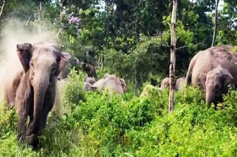 A herd of 35 elephants has created havoc in the village