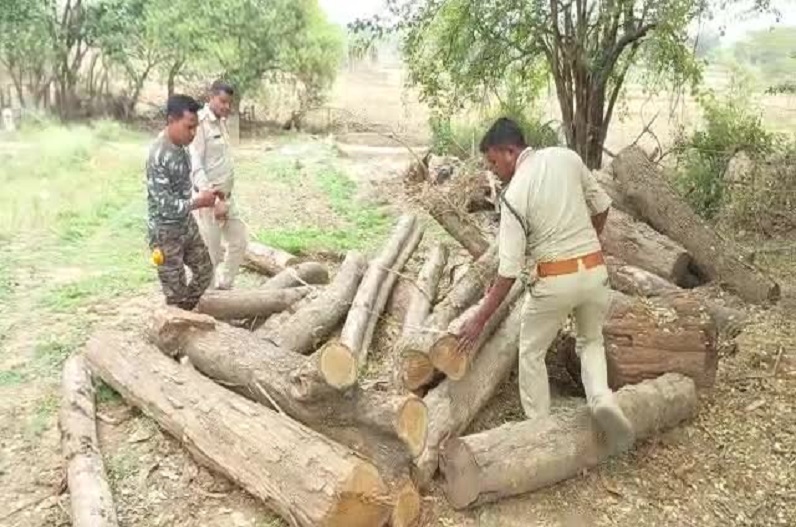 Patthalgaon news: पुष्पा स्टाइल में चोरी छिपे हो रही थी कीमती पेड़ों की कटाई, ऐसे हुआ मामले का खुलासा
