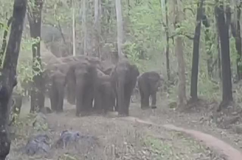 Dhamtari news: हाथियों के झुंड ने इलाके में फैलाई दहशत, आक्रोशित ग्रामीणों ने वन विभाग पर लगाए गंभीर आरोप