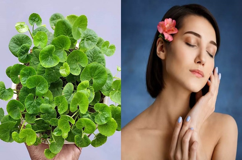 ‘गोटू कोला हर्ब’ त्वचा को बनाता है चमकदार और खूबसूरत, जानें इसके 6 अनोखे फायदे