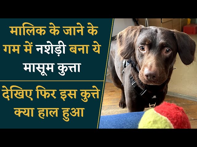 मालिक के जाने के बाद नशेड़ी बना कुत्ता, देखिए फिर क्या हुआ | Viral News | Dog Lovers | Khabar Bebak