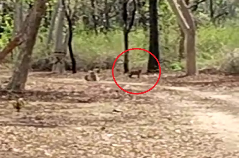 Katni news: फिर एक बार सड़क के किनारे दिखा बाघ, दहशत में आए ग्रामीण, सोशल मीडिया पर वायरल हुआ वीडियो