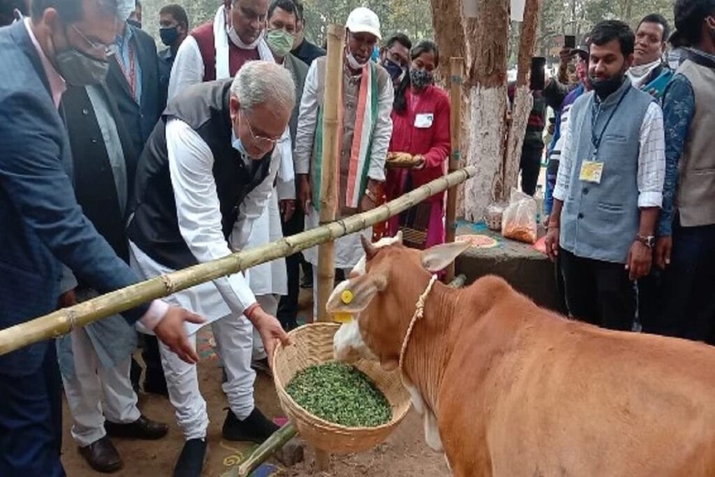 CM Bhupesh Baghel's thinking changed the fate of cattle herders