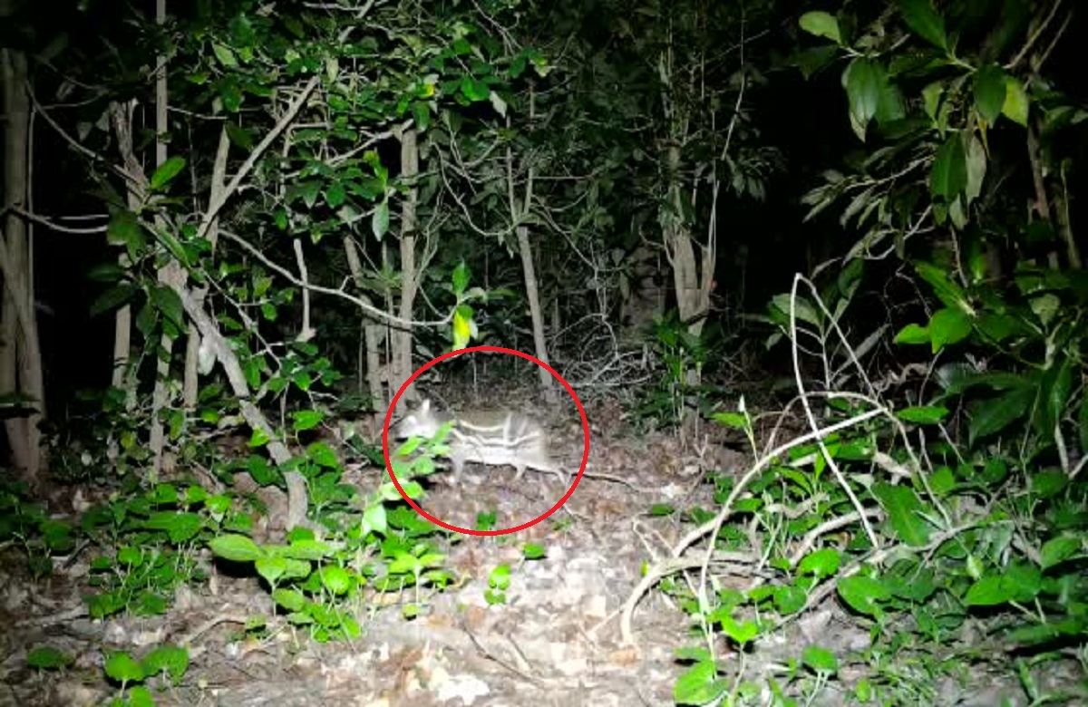 Jagdalpur News: कांगेर घाटी नेशनल पार्क में दिखा दुर्लभ प्रजाति का जीव, ट्रैप कैमरे में कैद हुई तस्वीरें हो रही वायरल