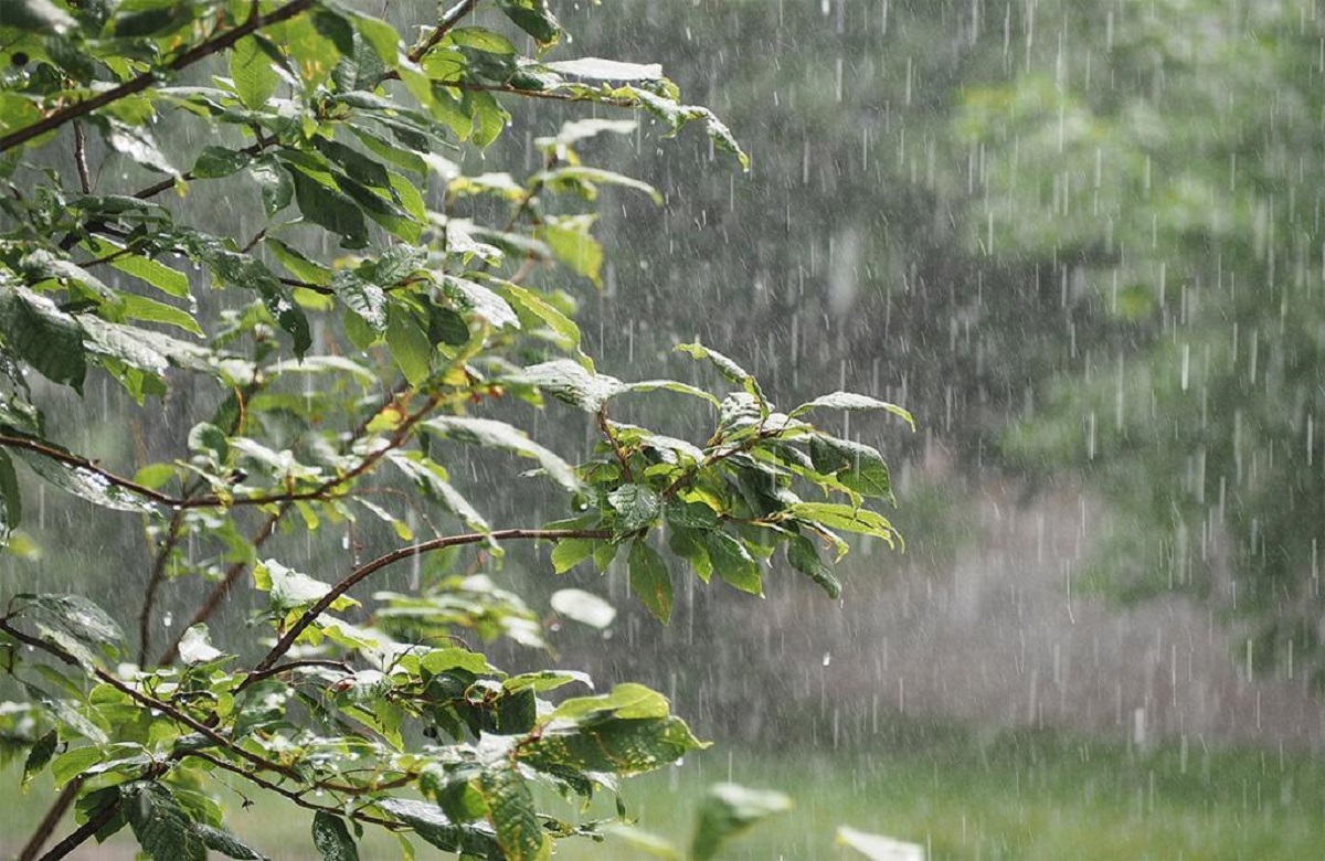 छत्तीसगढ़ में मानसून की एंट्री, सुबह से ही राजधानी समेत कई इलाकों में हो रही है झमाझम बारिश