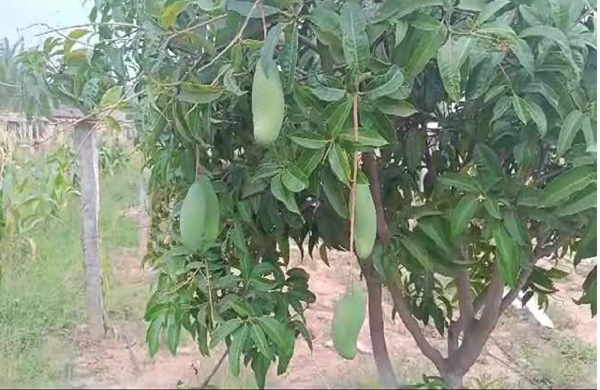 50 Different Types of Mangoes : छत्तीसगढ़ के इस जिले में मिलती है 50 तरह के आमों की किस्में