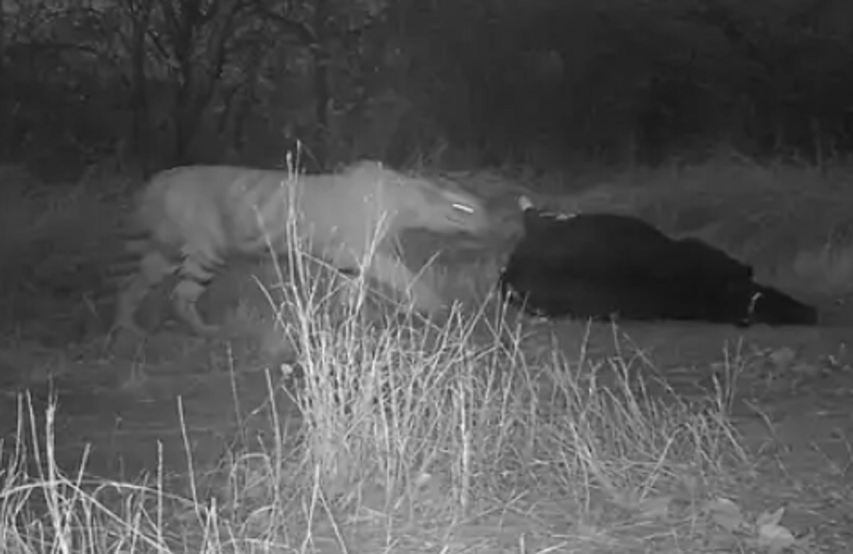 ‘इसे कहते हैं एकता की ताकत’ गायों ने घेरा तो टाइगर भागने पर हुआ मजबूर, CCTV कैमरे में कैद हुआ वीडियो