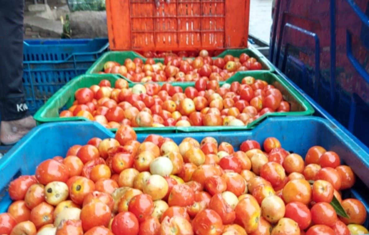 Tomato Price Today: टमाटर के रेट बढ़ने से दलाल हुए ‘लाल’, किसान अभी भी बेहाल, जानिए किसानों से ज्यादा कैसे होती है बिचौलियों की कमाई