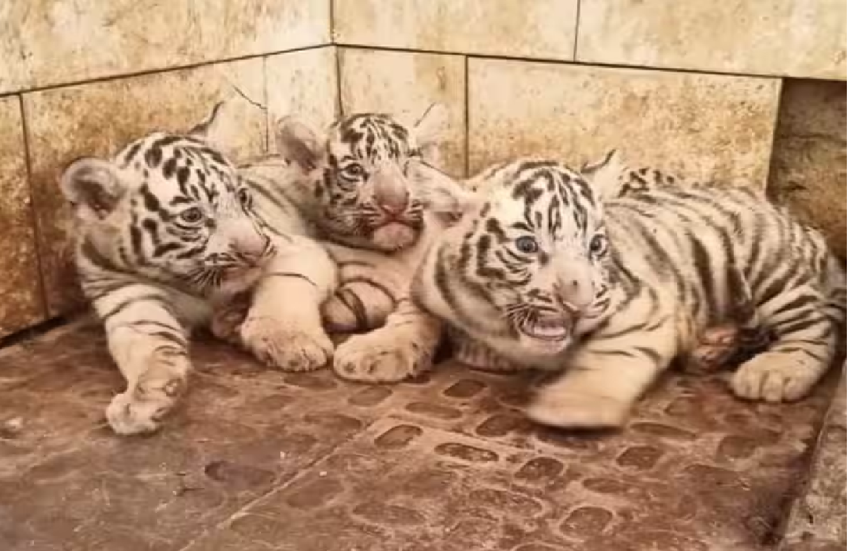 Maitri Bagh Zoo News: मैत्री बाग में बढ़ा सफेद बाघों का कुनबा, बाघिन रक्षा ने दिया तीन शावकों को जन्म