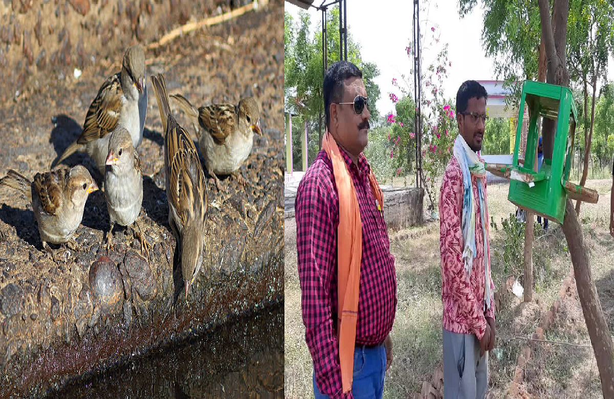 Dhamtari news: युवक की सराहनीय पहल, विलुप्त हो रही गौरैया पक्षी को बचाने के लिए कर रहा ऐसे काम