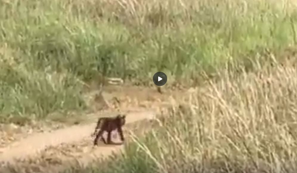 Pench Tiger Reserve News: नन्हे शावकों की चहल कदमी कैमरे में हुई कैद, सोशल मीडिया पर वायरल हो रहा वीडियो