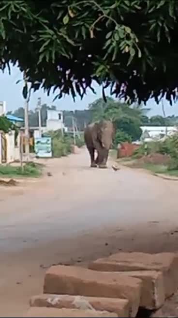 Kanker News: दंतैल हाथी ने फैलाया आतंक,  घर छोड़ दूसरी जगह शरण लेने को मजबूर ग्रामीण
