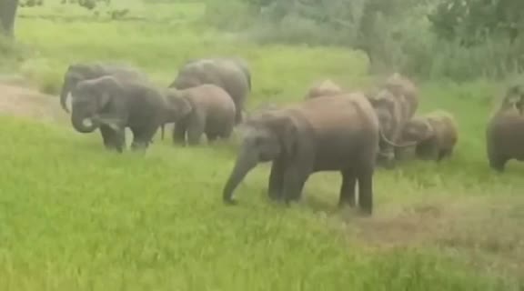 Patthalgaon News: कटहल का मीठा स्वाद लेने किसान की बाड़ी में घुसा हाथियों का झुंड, गांव के कच्चे घरों में किया तोड़फोड़