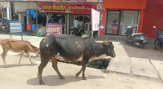 Rajim News: छत्तीसगढ़ सरकार की रोका छेका अभियान असफल होती नजर आई, सड़कों पर खुलेआम दिखाई दिए गाय