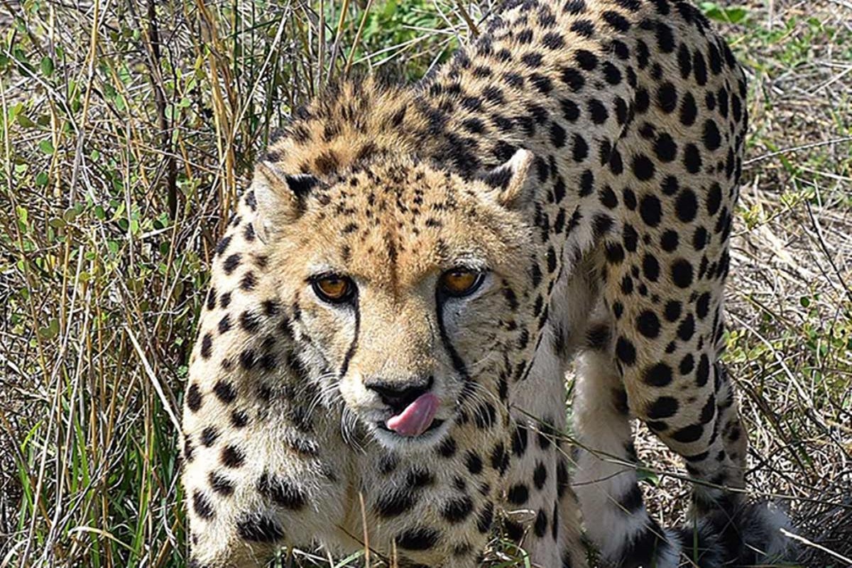 Cheetahs Update : भारत में बढ़ सकती है चीतों की संख्या, उत्तर अफ्रीका से लाने पर विचार कर रही सरकार