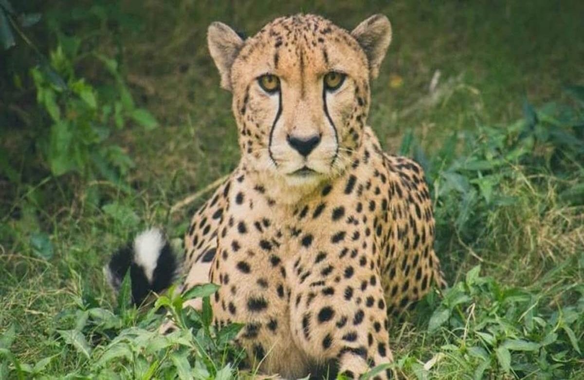 Cheetah Project in MP : कूनो नेशनल पार्क के बाद अब इस अभ्यारण में दिखेंगे चीते, जोरशोर से चल रहा प्रोजेक्ट पर काम