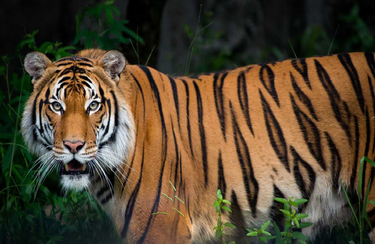 International Tiger Day 2023 : आज मनाया जा रहा अंतर्राष्ट्रीय बाघ दिवस, जानें इससे जुड़ा इतिहास और महत्व