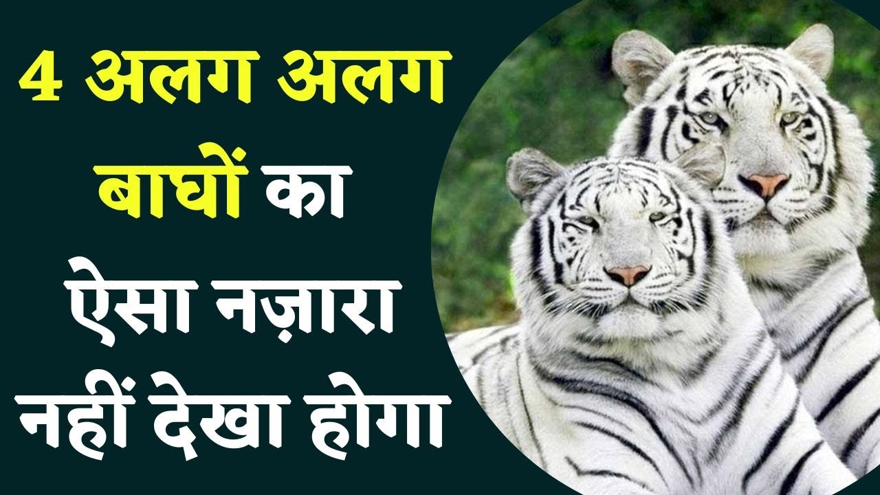 Indore Zoo: देश का पहला ऐसा प्राणी संग्रहालय जहां 4 अलग अलग बाघ रहते है एक साथ।