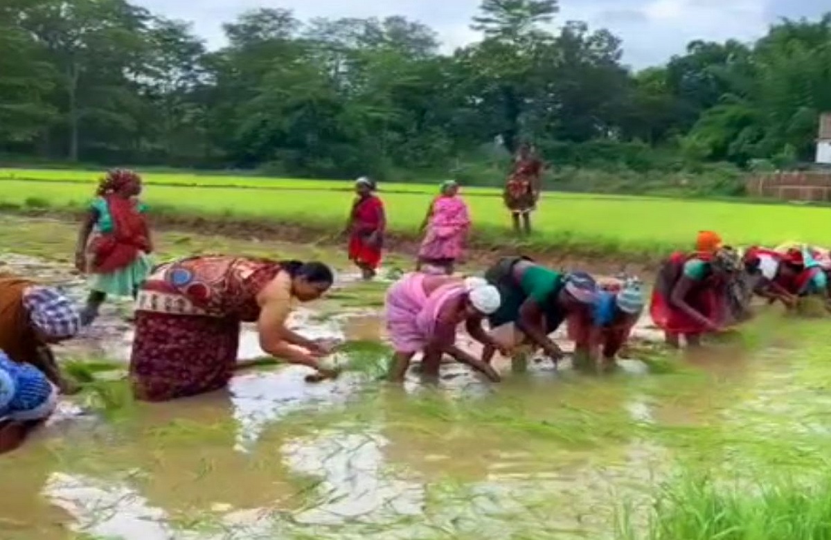 Raigarh News: गांव की महिलाओं के साथ रोपा लगाते दिखीं लोकसभा सांसद, सरगुजिया आदिवासी गीत गाकर जीता दिल, देखें वीडियो