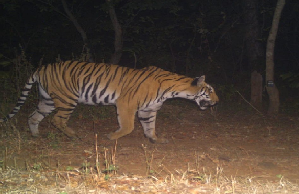 International Tiger Day : जानिए क्यों मनाया जाता है बाघ दिवस, क्या है इसकी वजह