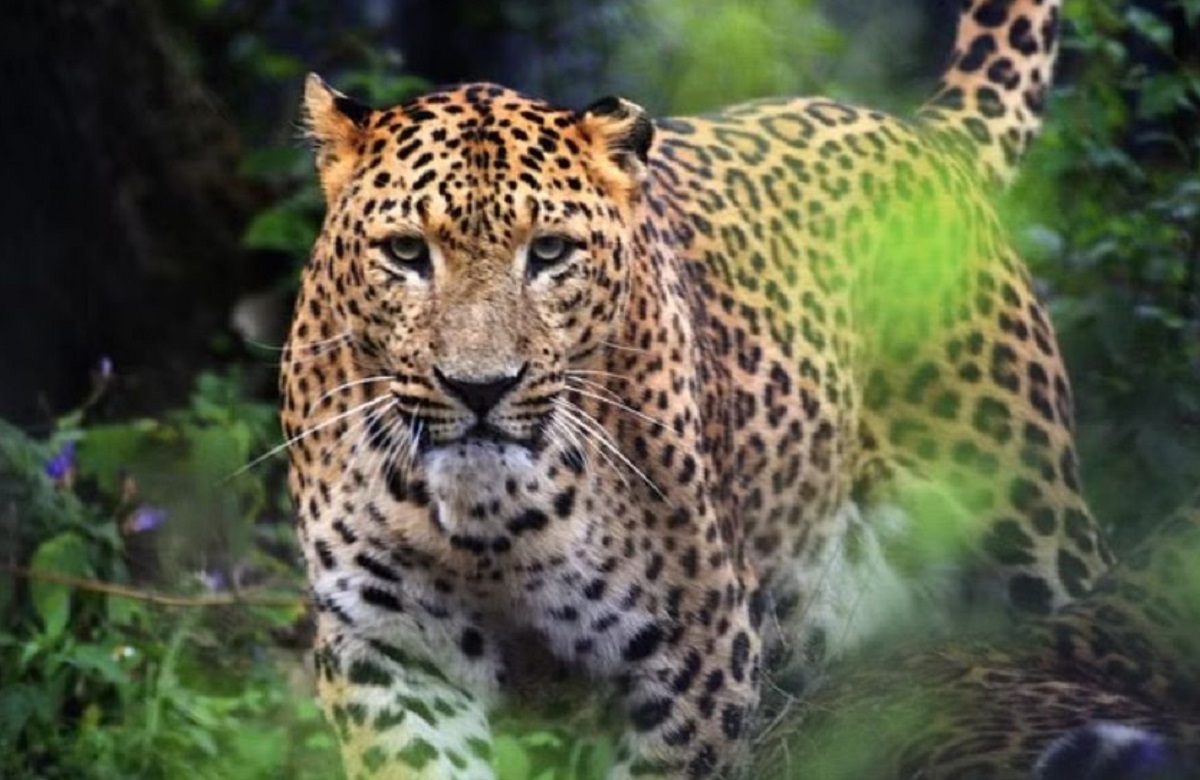 Leopard Video Viral : वनराज को देख जान बचाकर 20 फीट लंबे पेड़ पर चढ़ा तेंदुआ, वीडियो हुआ कैमरे में कैद, देखें आप भी..