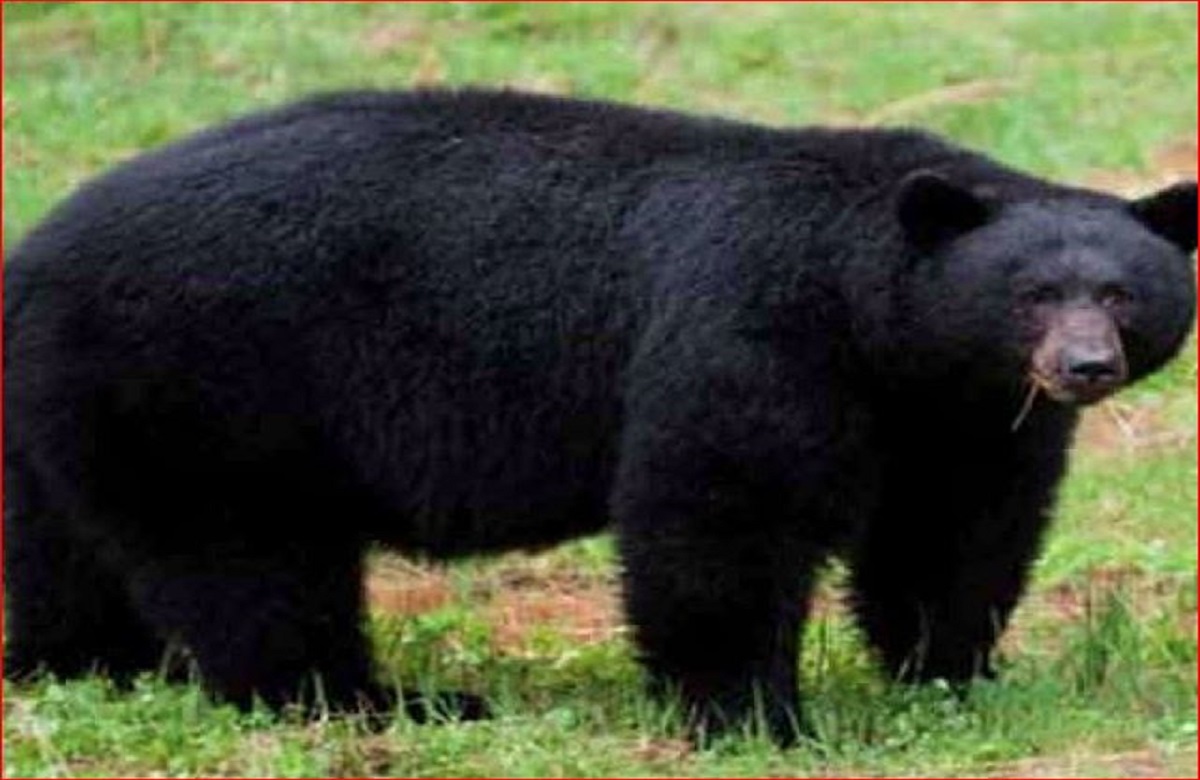 Panna News: भैंस चराते वक्त भालू ने किया अधेड़ पर जानलेवा हमला