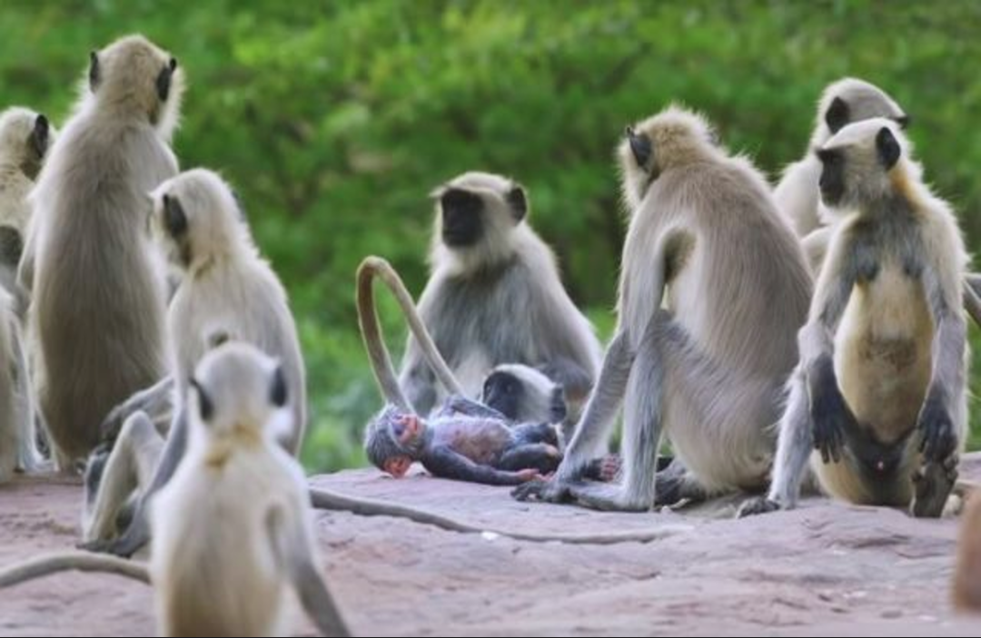 Hatta News : यहां की खदान घाटी पर बंदरों का लगता है जमावड़ा, खोद-खोदकर खाते है मिट्टी, सामने आई ये वजह