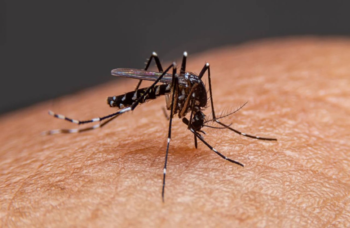 बारिश के मौसम में कई गंभीर बीमारियां ले रहीं जन्म, बढ़ा डेंगू और मलेरिया का खतरा, जानें कैसे करें बचाव?